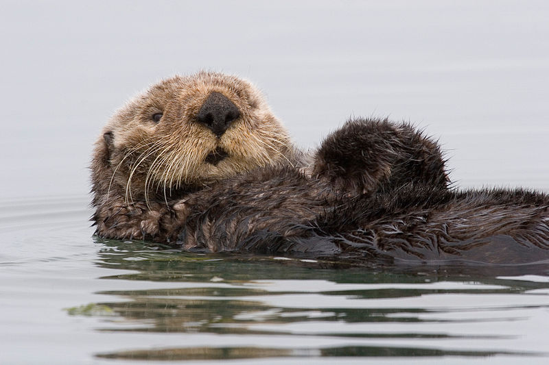 Barry the Otter