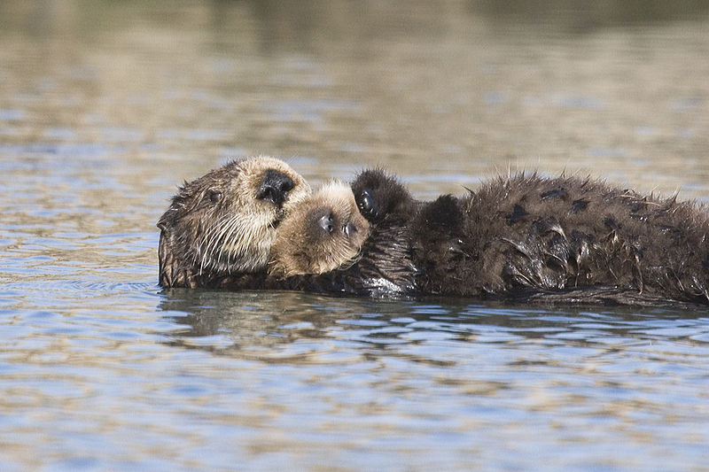 Maurice the Otter