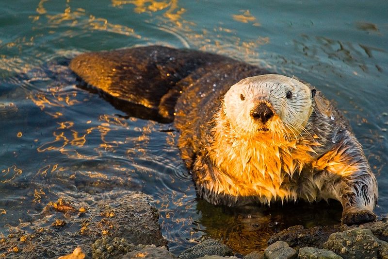 Barbara the Otter